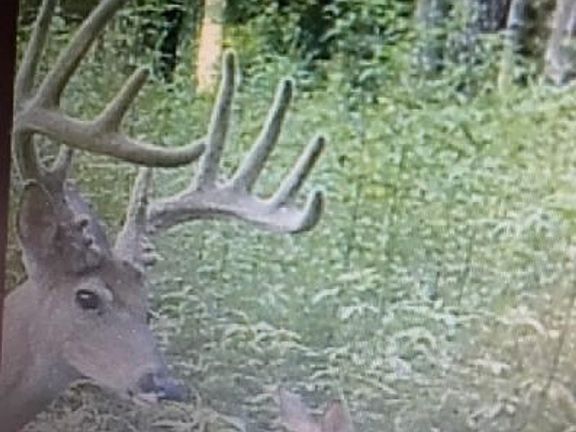 Gant Ridge Deer 3
