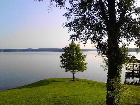 View of Cypress tree from ho