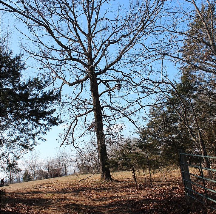 1st image of Fallen Tree Marshall