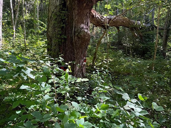 3rd image of 370 Roaring Fork Rd