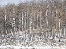 1st image of 11042 Wild Elk Mdw