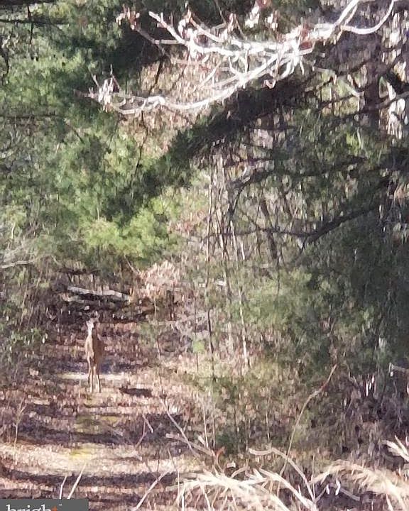 2nd image of 1405 Williamstown Rd