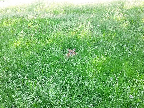 1669 E. Chicago St. Elgin