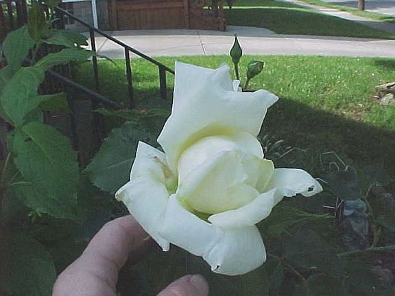 Rose - white