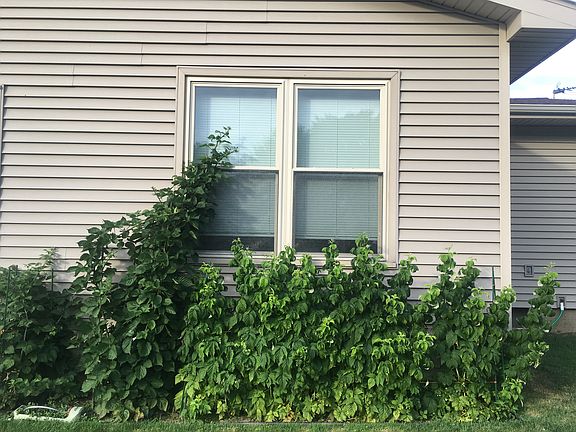 Back bedroom with berry bush