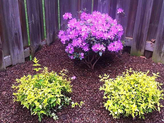 Back yard landscaping2