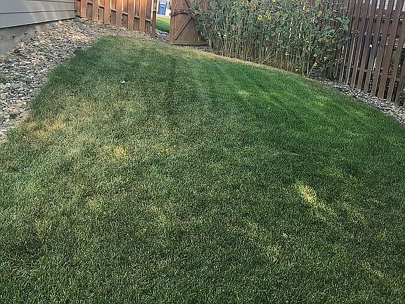 Sunflower patch