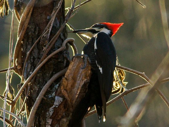 Backyard Pileated Woodpecker