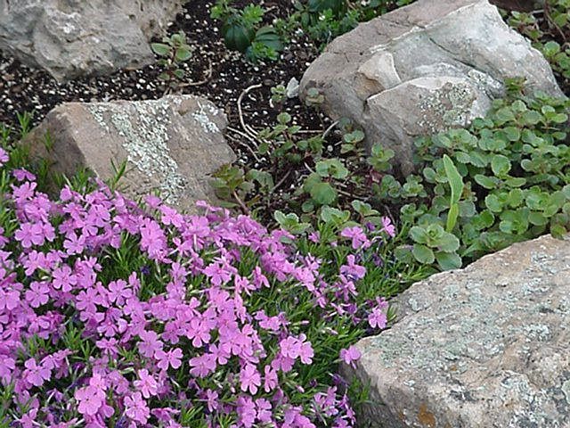 BLOOMING MOSS ROCK GARDEN