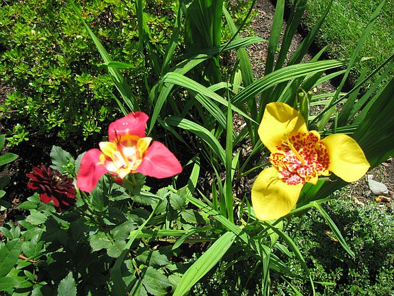 Tigridia in Summer