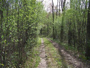 Drive is wooded and offers total privacy from the road.