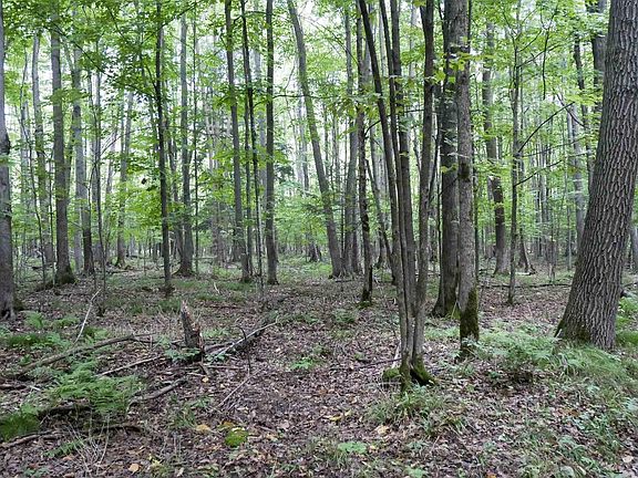 3rd image of +/-80 Acres PINE AVENUE