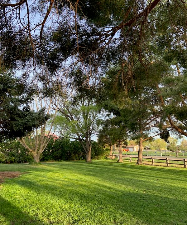 Front Yard