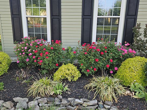 Roses in the front yard, they bloom from early March to mid October