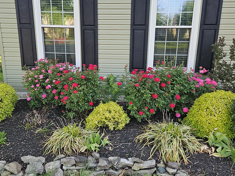 Roses in the front yard, they bloom from early March to mid October