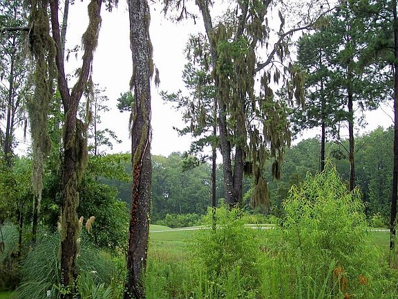 View of Golf & Woods