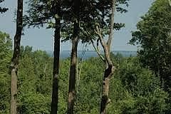 2nd image of Lundberg Wood Lane #6