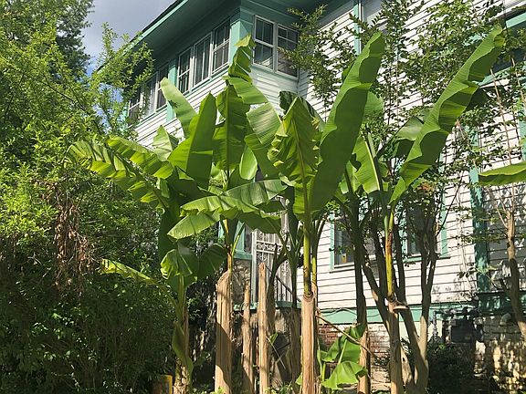 Garden District home exterior in Spring, when Banana trees bloom