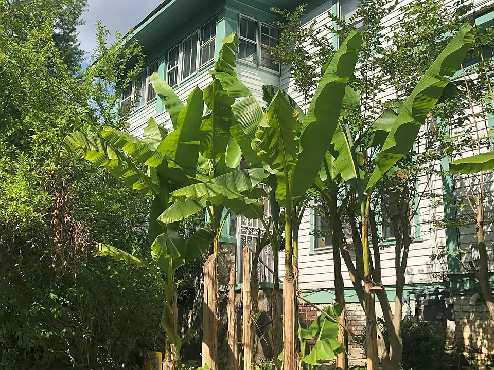 Garden District home exterior in Spring, when Banana trees bloom