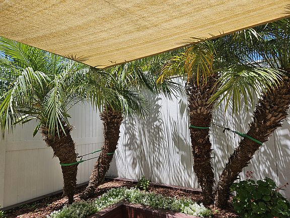 Palm trees with sail tarp cover.