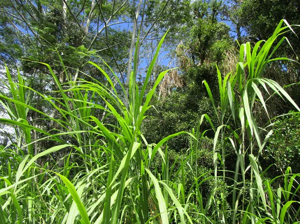 19th Ave Lot 79, Keaau, HI 96749