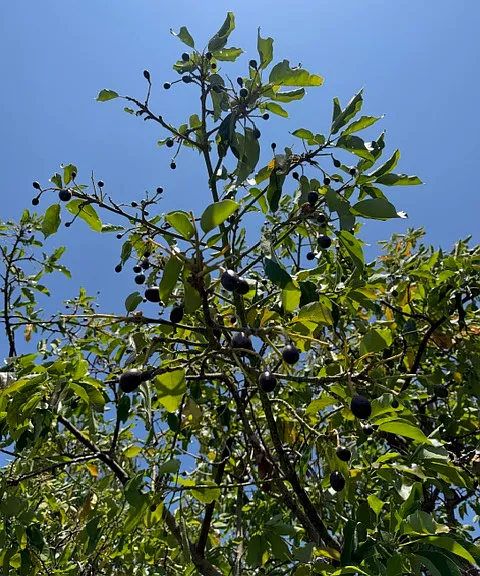 Avocados