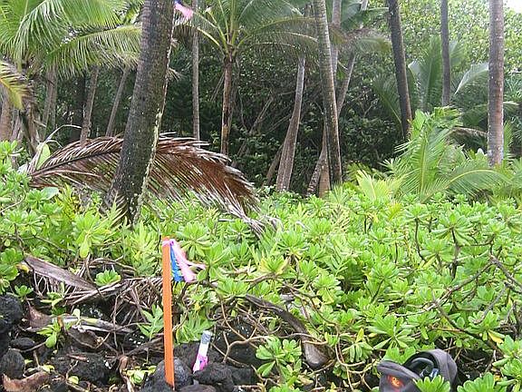 2nd image of Government Beach Road #5acres