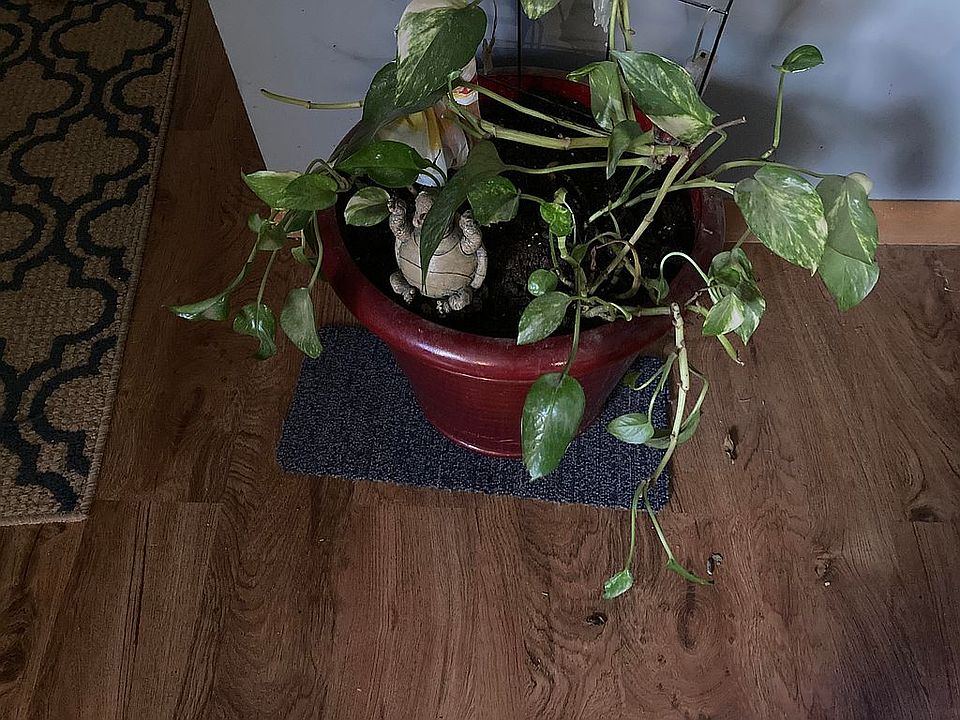 Floor across from fron door.