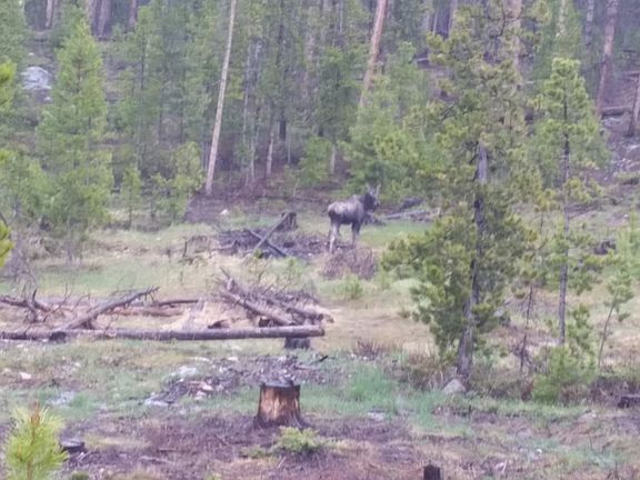 Moose in Yard