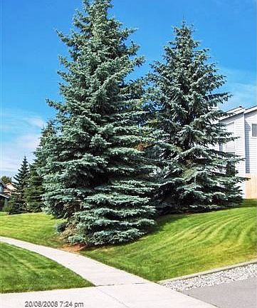Side walk with Privacy Trees