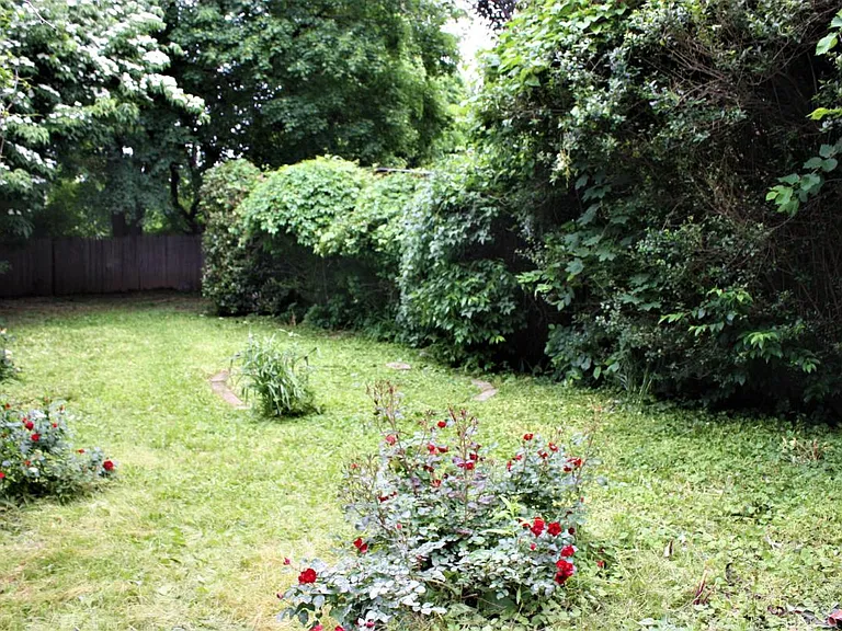 Backyard rose bushes