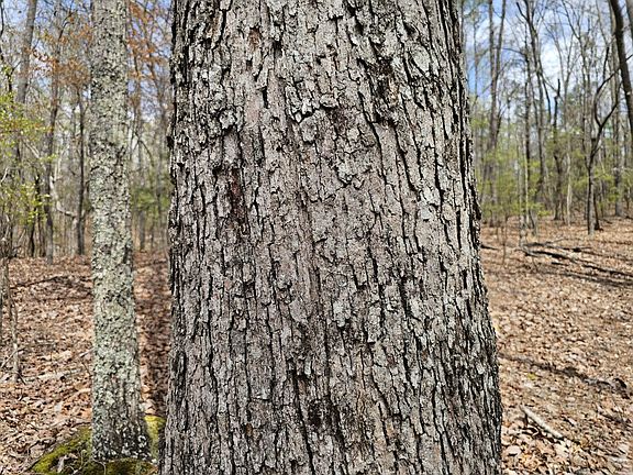 Mature white oak on the northeastern portion of the property.