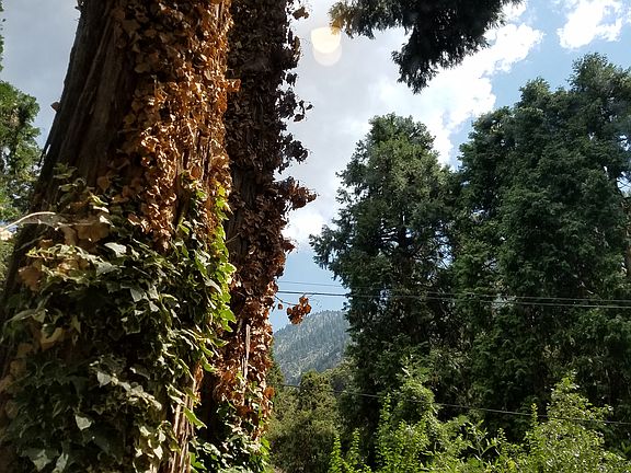 Forest views