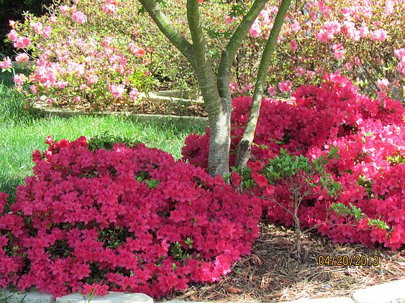 Beautiful garden
