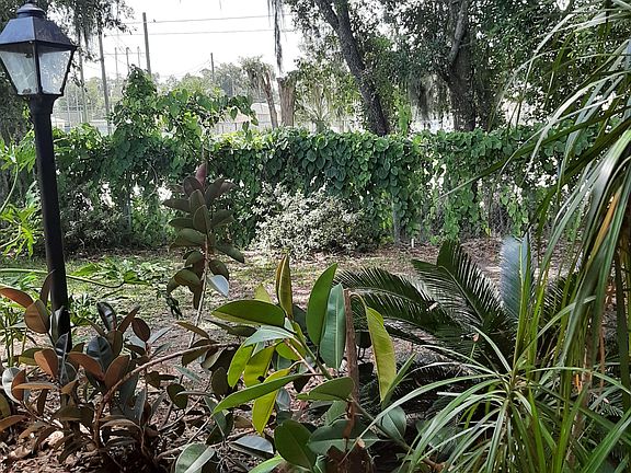 BACK YARD WITH TROPICAL PLANTS