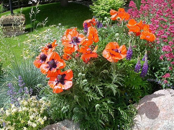  Front Bed Poppies