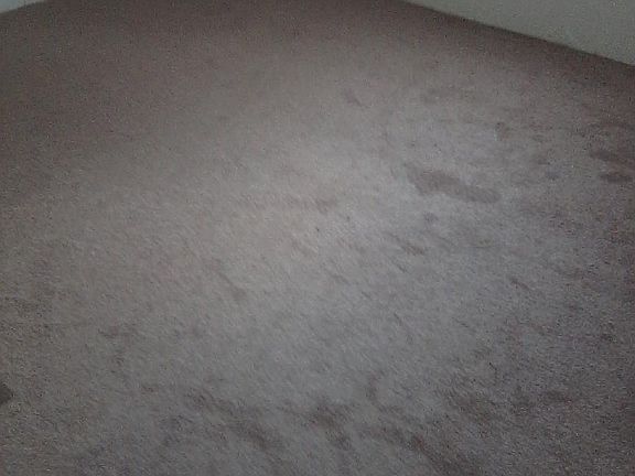 New Carpet