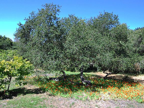 Natural oaks and flora