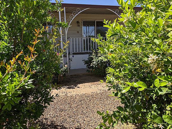 Mature Meyer's lemon