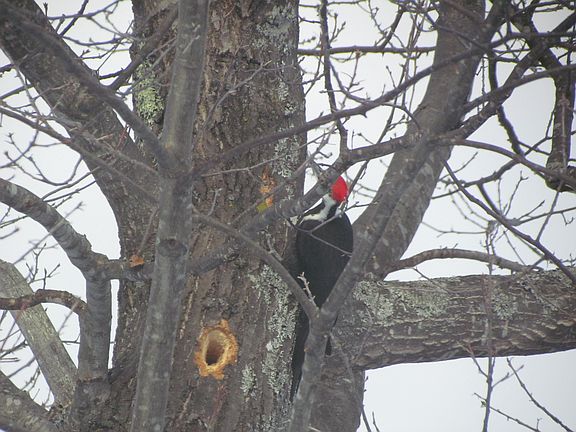 woodpecker on front oak tree