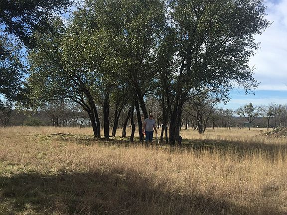 Lots of nice oak trees