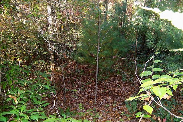 2nd image of 0 Knobby Ln