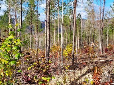 0 Bobby McKinney Rd #0, Union Mills, NC, 28167