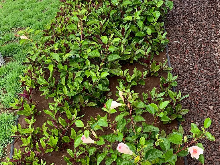 Flower Bed