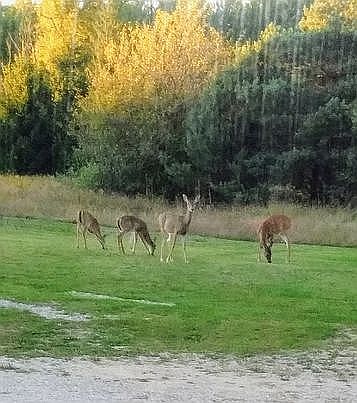 deer close to house daily