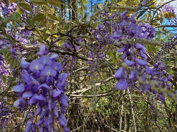 391 Deer Country Rd, Chester, TX 75936