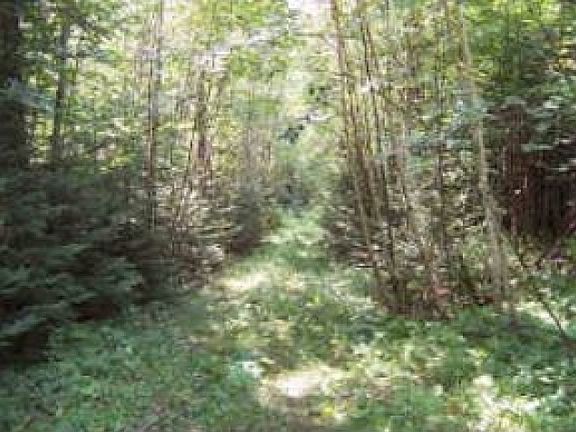 Walking Path