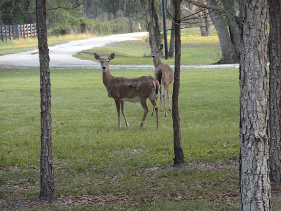The neighbors.