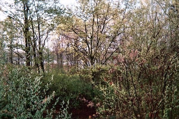 Wooded Lot