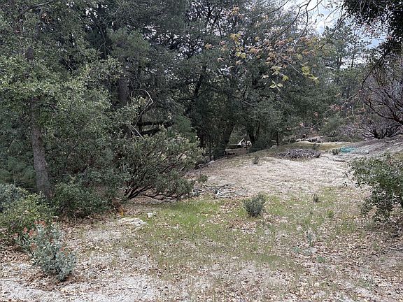 4th image of Schaffer Idyllwild Pine Cv